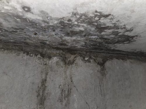 누수탐지 천장 얼룩 초기 상태를 살펴보는 점검 장면
