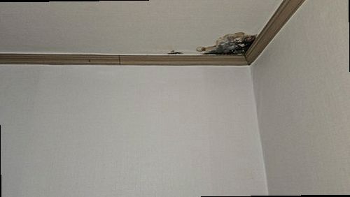 천장 누수 덕양구 누수탐지 천장 누수