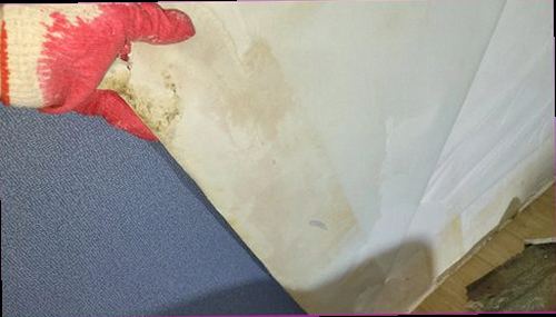 일산동구 누수탐지 거실 천장에 번진 누수 흔적과 들뜬 벽지
