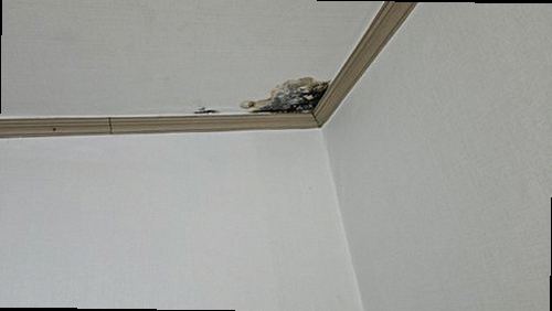 누수탐지 금릉동 누수탐지 아파트 바닥물올라옴 원인 찾는 두 방법 비교