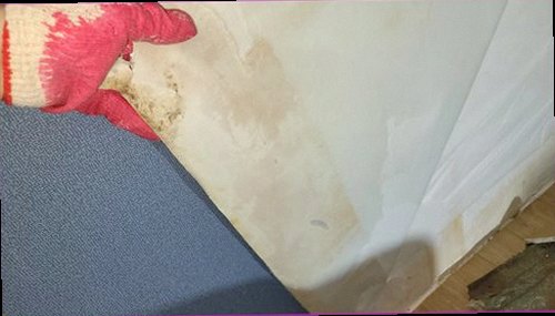 기흥구 누수탐지 벽지 얼룩과 천장 물자국을 확인하는 현장 점검 모습