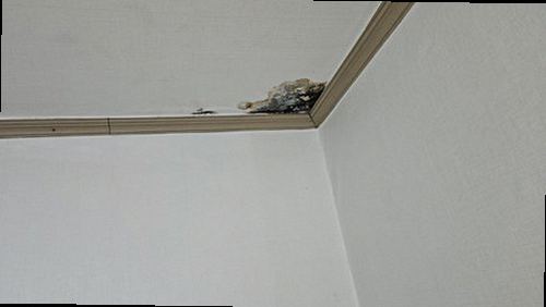 누수탐지 보수동 누수탐지 미루면 벽지 얼룩이 천장 전체로 번집니다