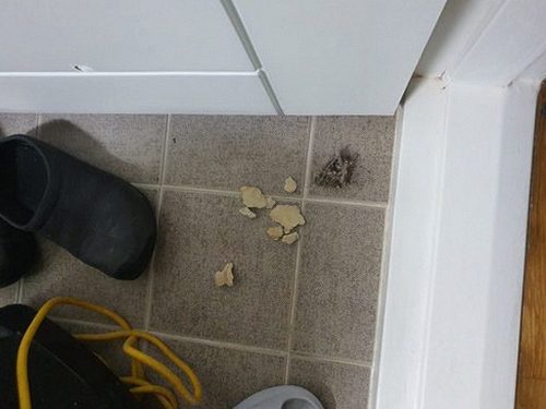 시흥 물왕동 하수구막힘 — 세탁실 배수구 물 고임
